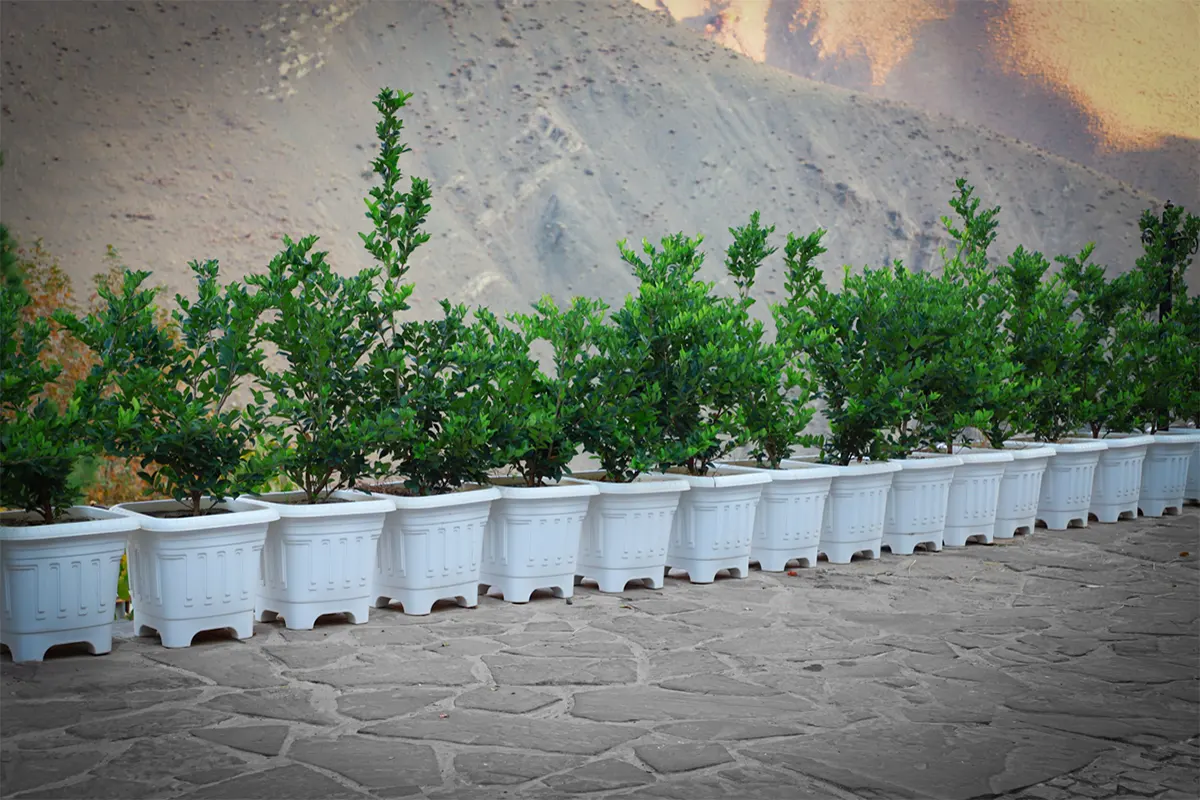 project-randan-002